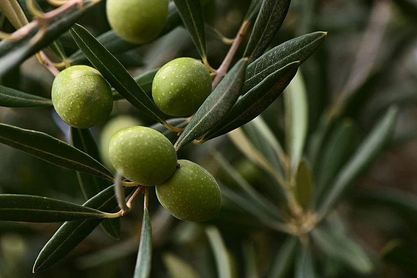 Aceite de oliva propio de Murcia