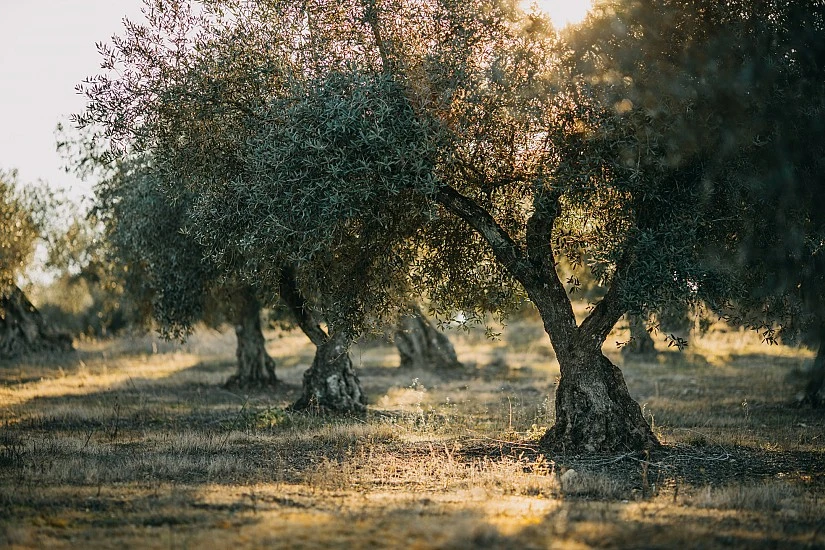 Aceite de oliva propio de Murcia