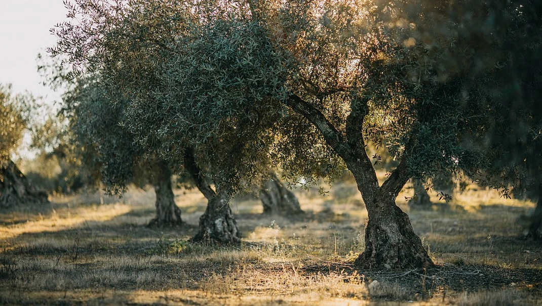 Lo que ofrecemos a nuestros clientes